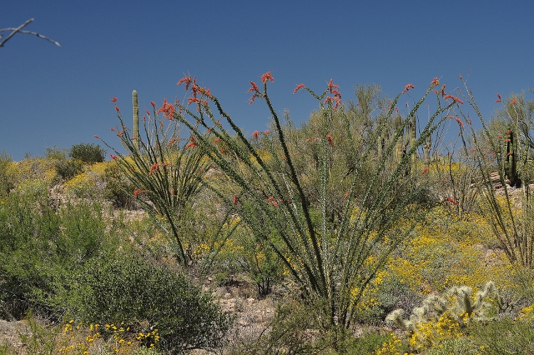 the desert floor